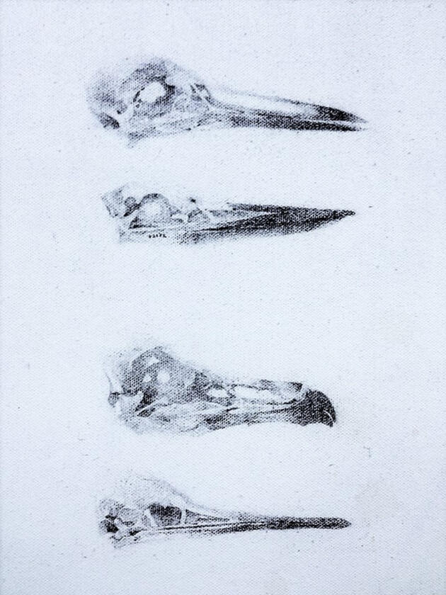 birds