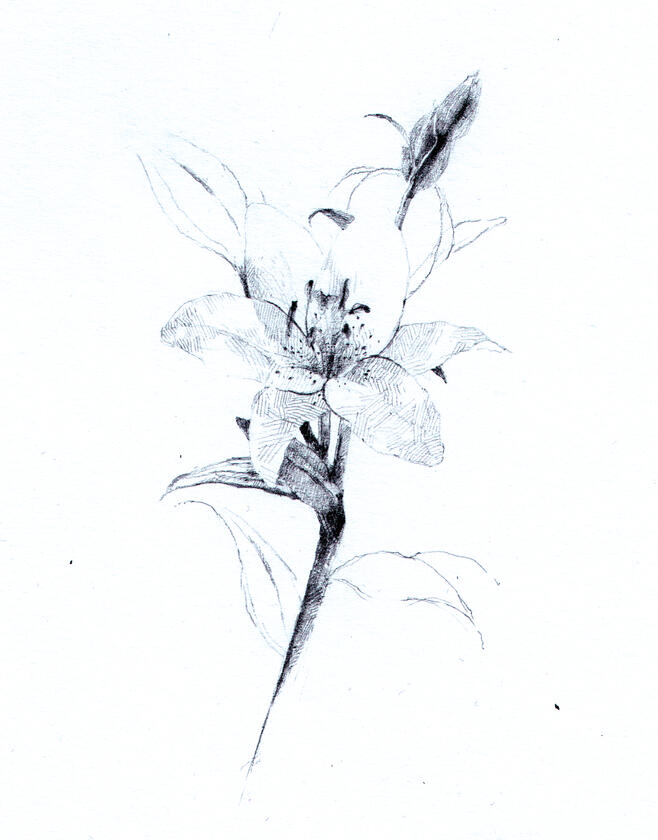 lily